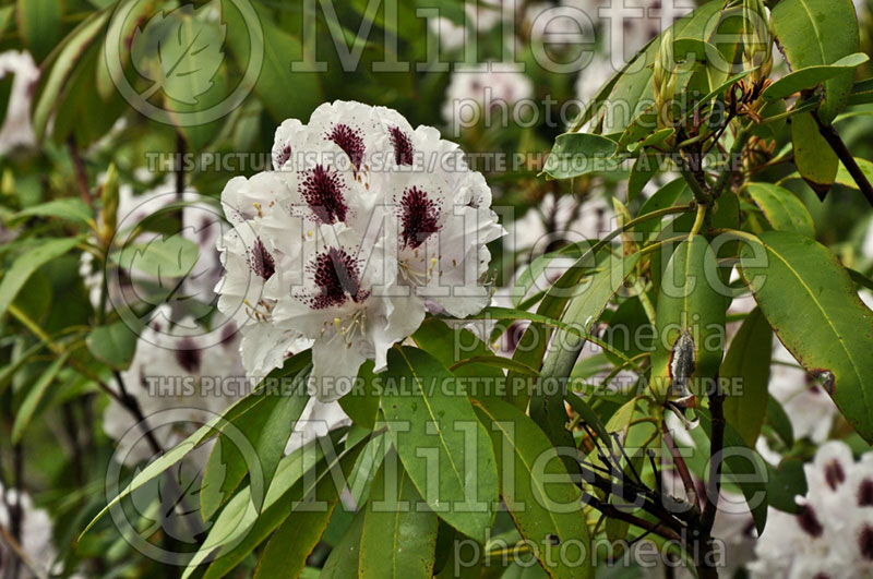 Azalea aka Rhododendron Calsap aka INKARHO (Rhododendron) 5