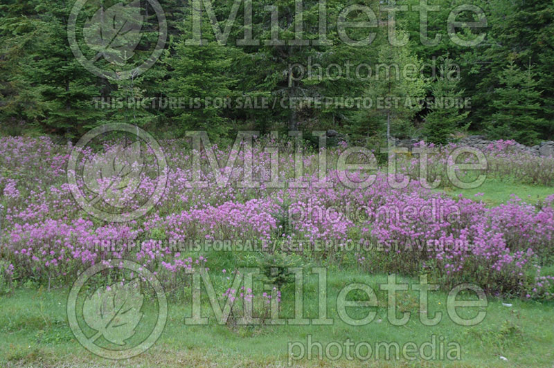 Rhododendron canadensis or Rhodora canadensis (Rhododendron Rhodora)  2 