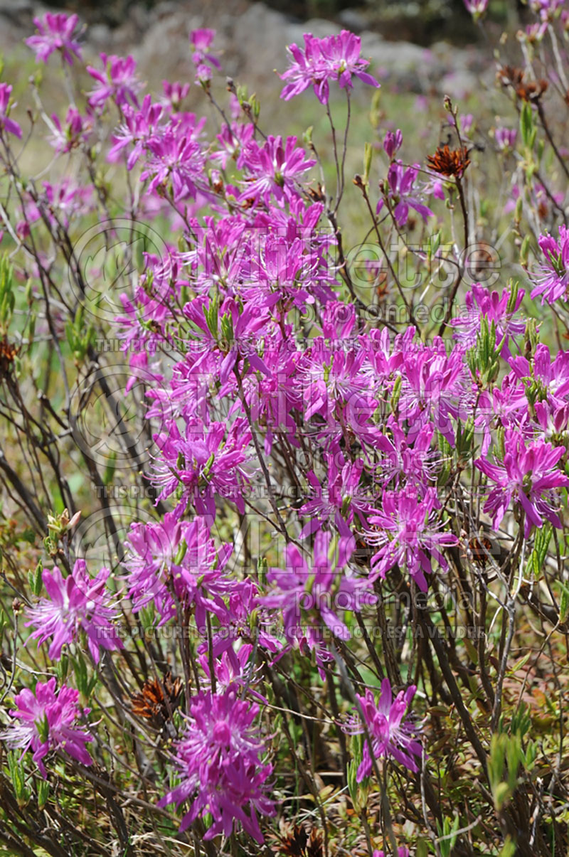 Rhododendron canadensis or Rhodora canadensis (Rhododendron Rhodora) 1  