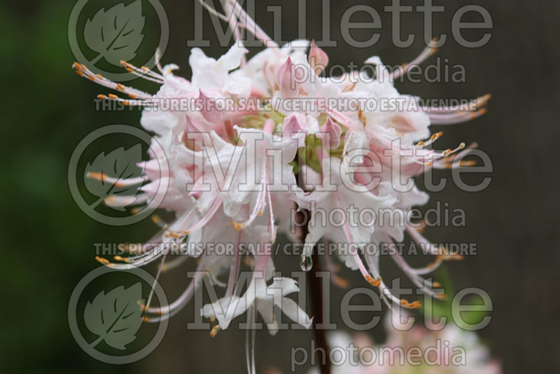 Rhododendron canescens (Rhododendron Mountain azalea) 3