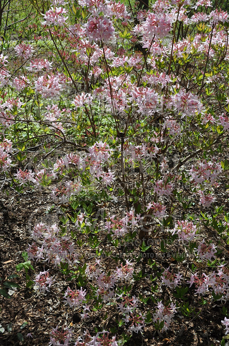 Rhododendron canescens (Rhododendron Mountain azalea) 1