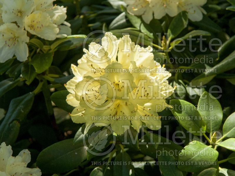 Rhododendron Capistrano (Rhododendron azalea) 2