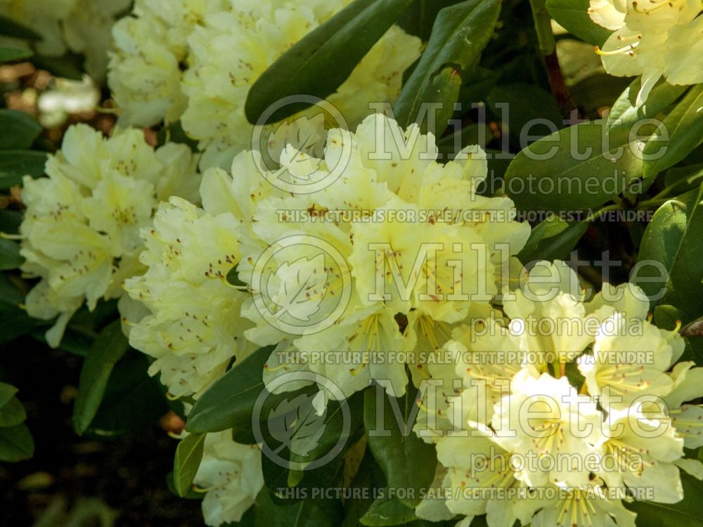 Rhododendron Capistrano (Rhododendron azalea) 3