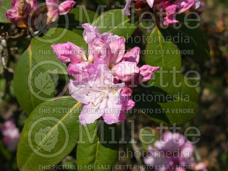 Rhododendron carolinianum (Rhododendron) 2 