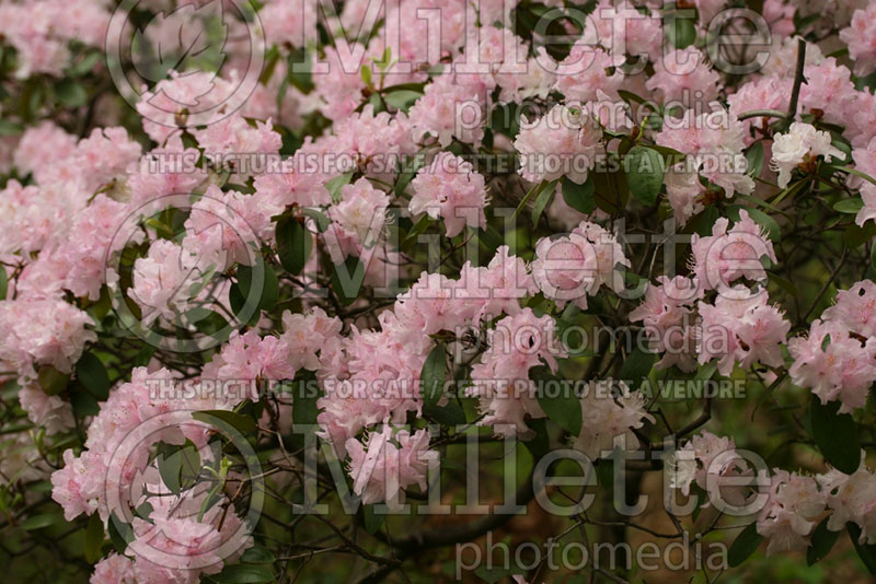 Rhododendron carolinianum (Rhododendron) 3 