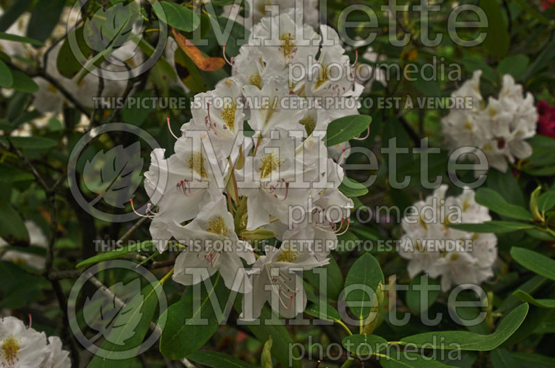 Rhododendron Album (Rhododendron) 1 