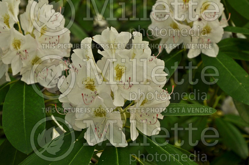 Rhododendron Album (Rhododendron) 2 