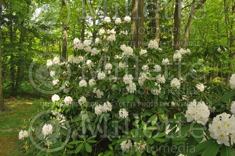 Rhododendron Album (Rhododendron) 3 