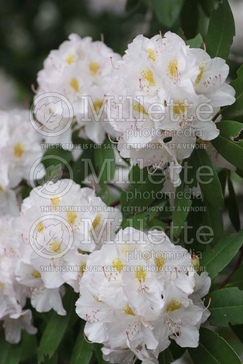 Rhododendron Album (Rhododendron) 7 