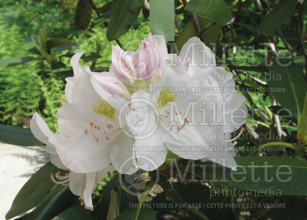 Rhododendron Album (Rhododendron azalea) 8 