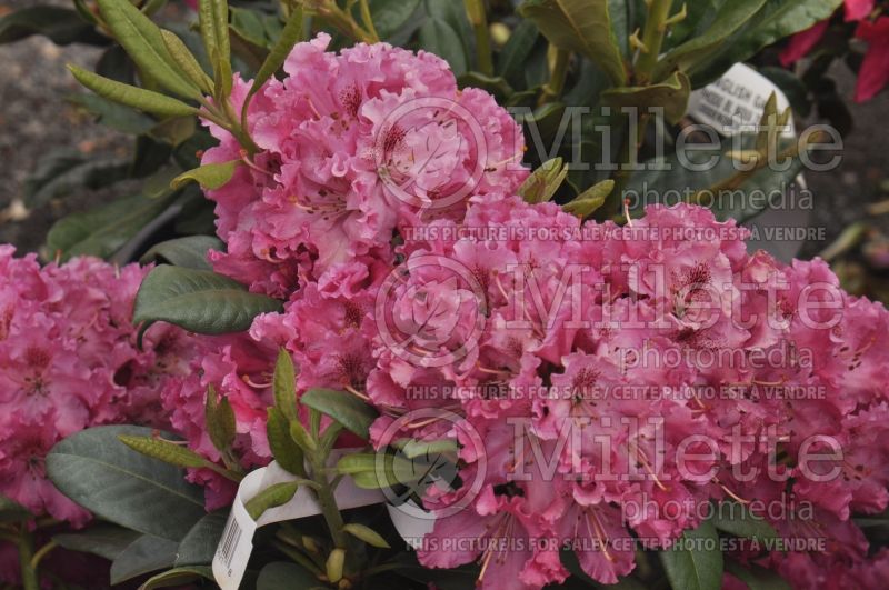 Rhododendron Bessie Howells (Rhododendron) 2 