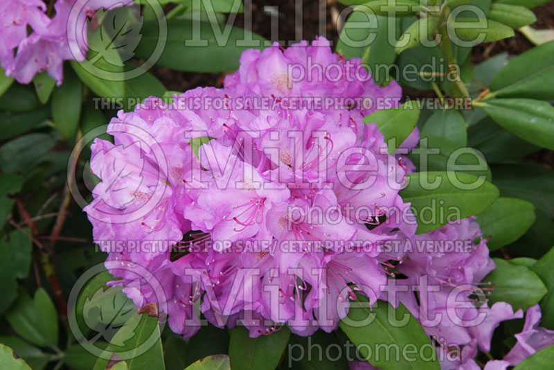 Rhododendron Boursault (Rhododendron) 6 