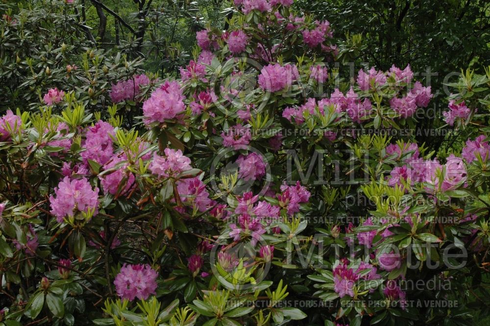 Rhododendron Boursault (Rhododendron) 3 