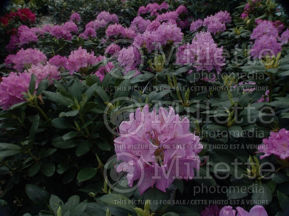 Rhododendron Boursault (Rhododendron) 2 