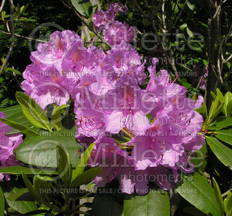 Rhododendron Boursault (Rhododendron) 4 