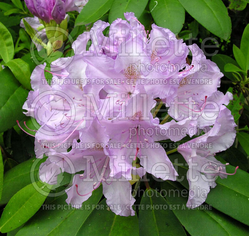 Rhododendron aka Azalea Grandiflorum (Rhododendron) 2 