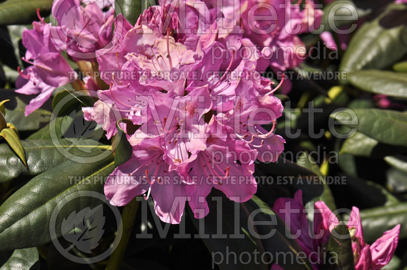 Rhododendron Roseum Pink (Azalea) 2 