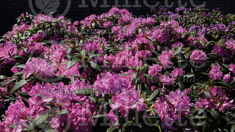 Rhododendron Roseum Pink (Azalea) 7 