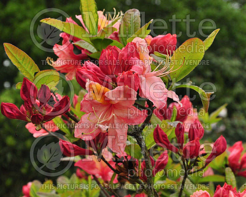 Rhododendron or Azalea Cecile (Rhododendron Azalea) 5  