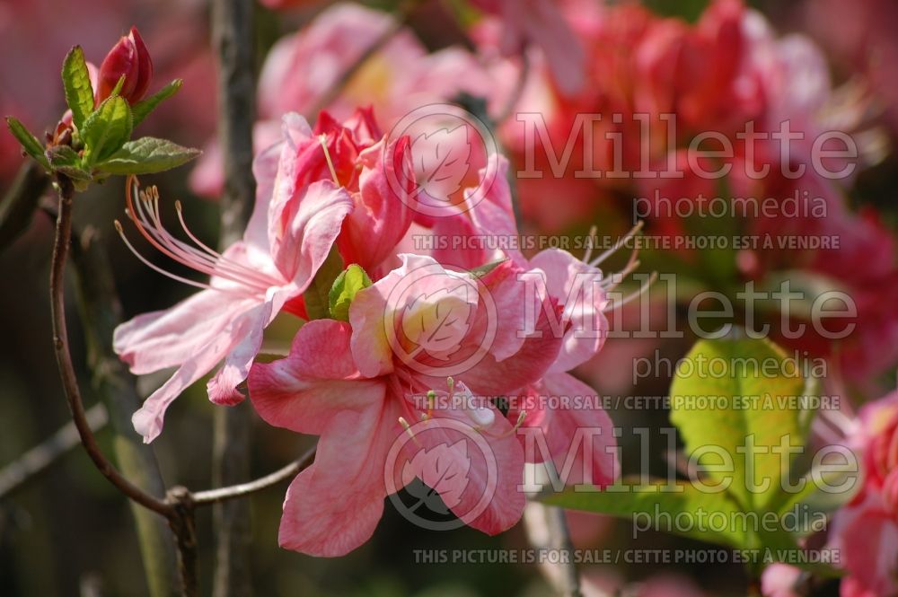 Rhododendron or Azalea Cecile (Rhododendron Azalea) 2  