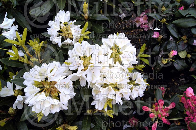 Rhododendron or Azalea Chionoides (Rhododendron Azalea) 4 