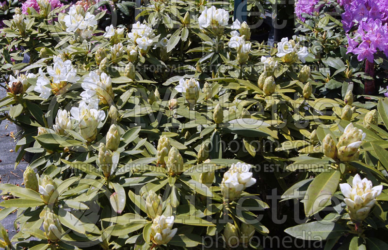 Rhododendron or Azalea Chionoides (Rhododendron Azalea) 5 