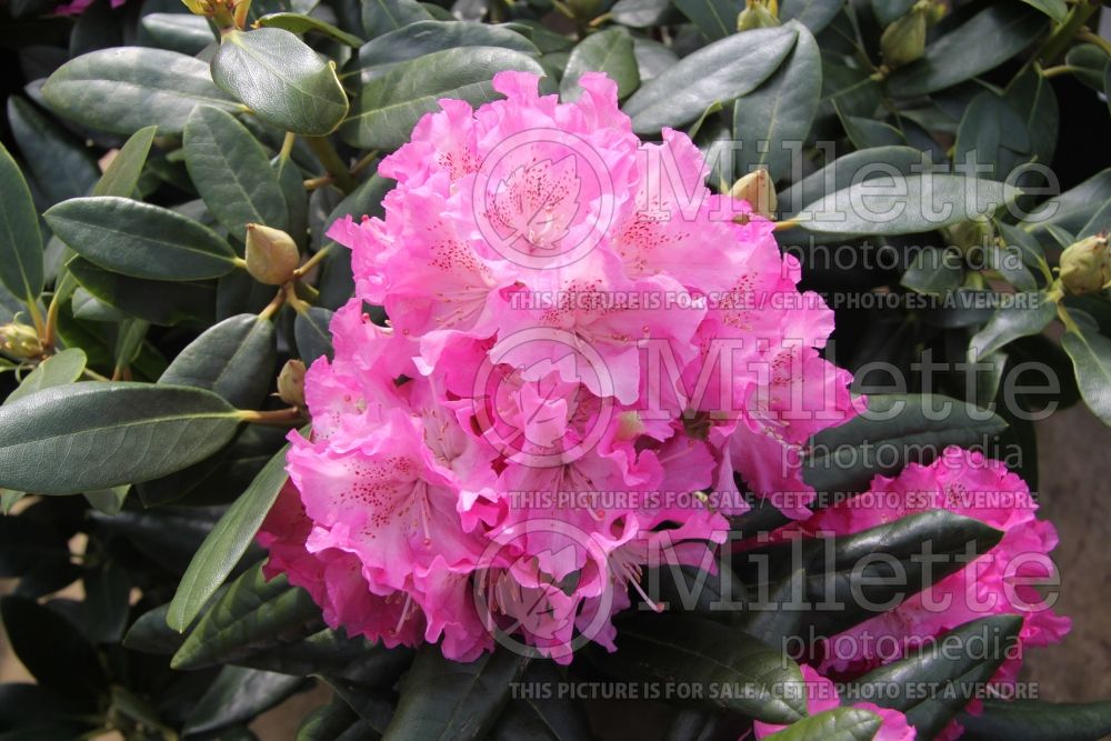 Rhododendron Cosmopolitan (Rhododendron) 1