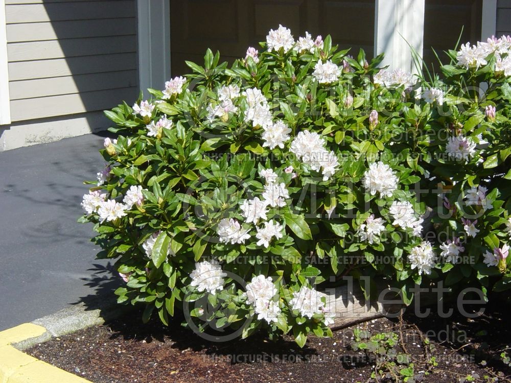 Rhododendron aka azalea Cunningham's White (Rhododendron) 1