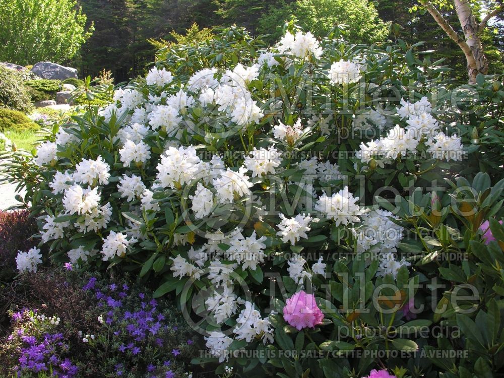 Rhododendron aka azalea Cunningham's White (Rhododendron) 2