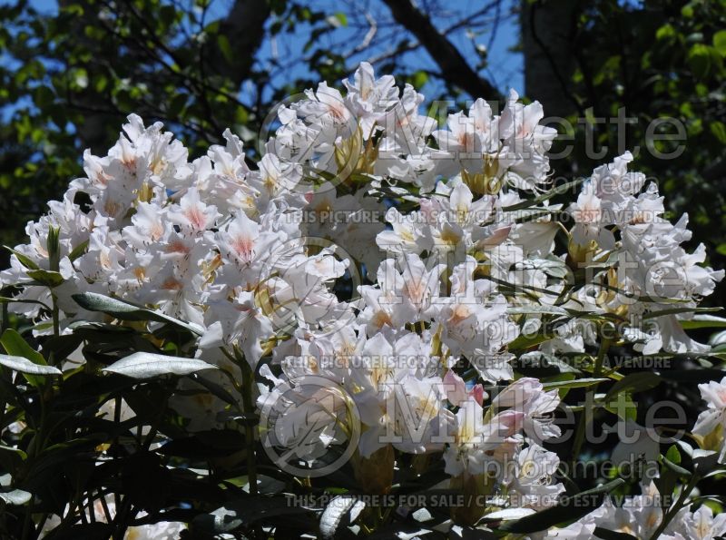 Rhododendron aka azalea Cunningham's White (Rhododendron) 3