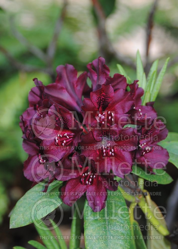 Azalea aka Rhododendron Dark Lord (Rhododendron azalea) 1