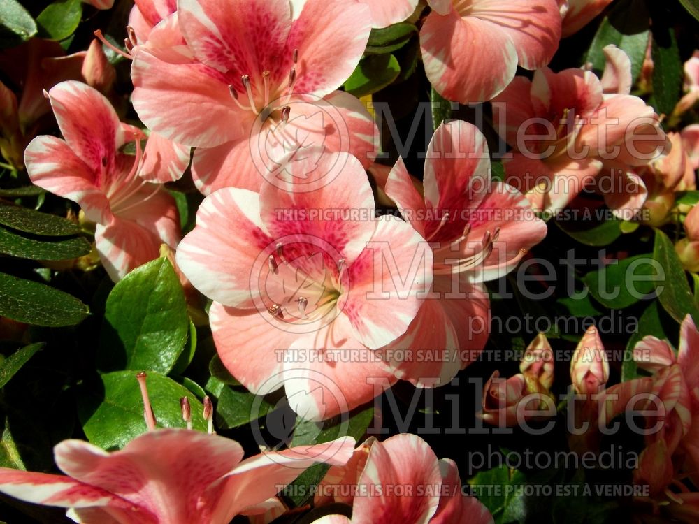 Rhododendron Dogwood (Rhododendron Azalea) 1 