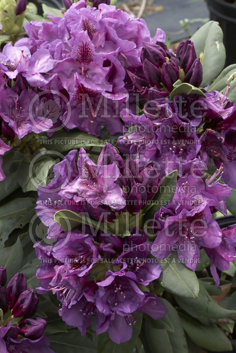 Rhododendron aka Azalea Edith Bosley  (Rhododendron Azalea) 1 