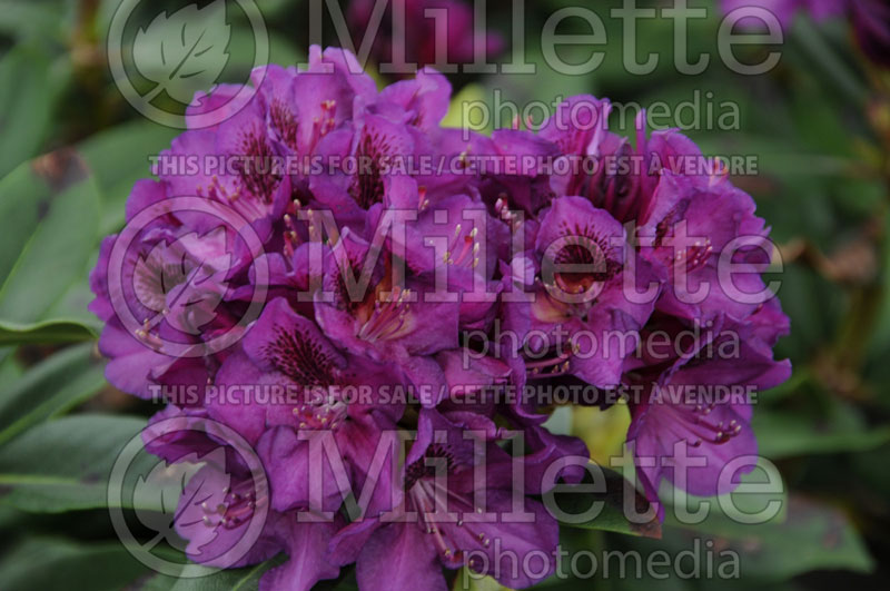 Rhododendron aka Azalea Edith Bosley (Rhododendron Azalea) 2 