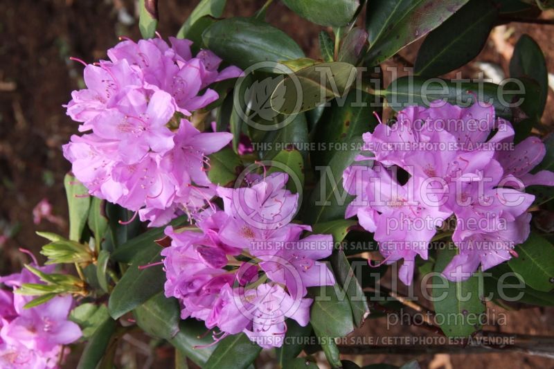 Rhododendron English Roseum (Rhododendron azalea) 2  