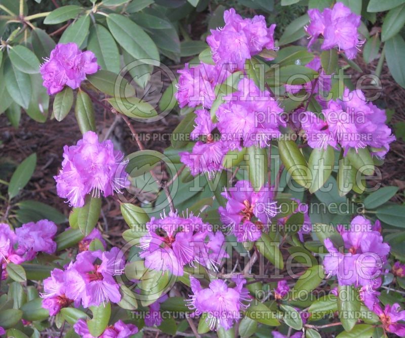 Rhododendron English Roseum (Rhododendron azalea) 5  