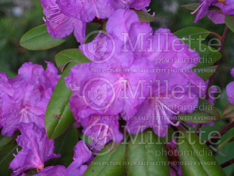 Rhododendron English Roseum (Rhododendron azalea) 6  