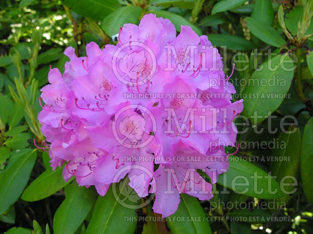 Rhododendron English Roseum (Rhododendron Azalea) 7  