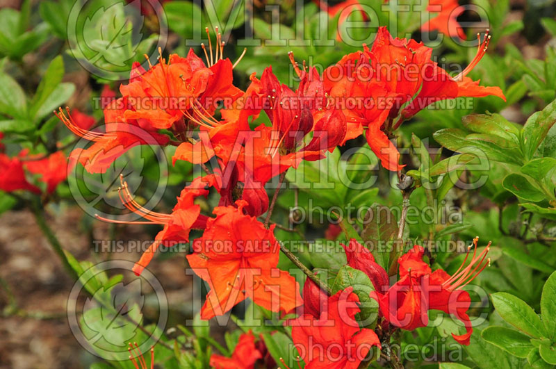 Rhododendron Fanal (Rhododendron) 2