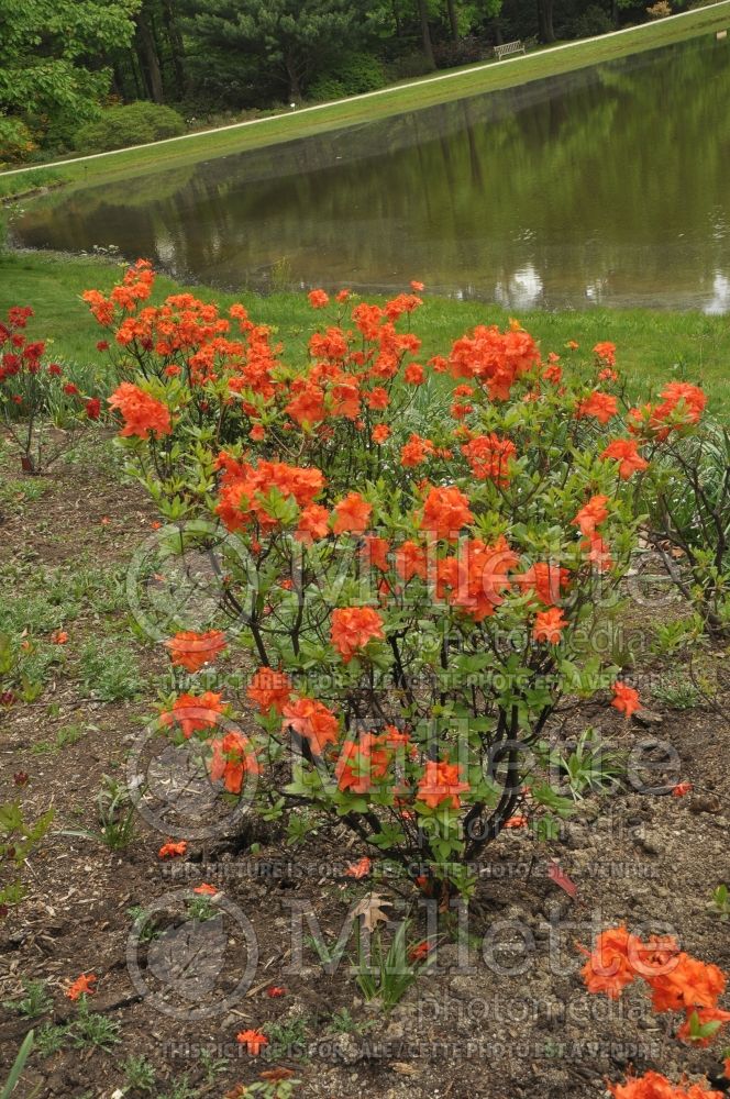 Rhododendron Fireball (Rhododendron) 3 