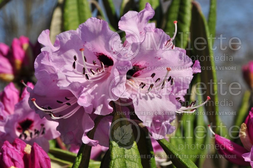 Rhododendron floribundum (Rhododendron Azalea) 1 