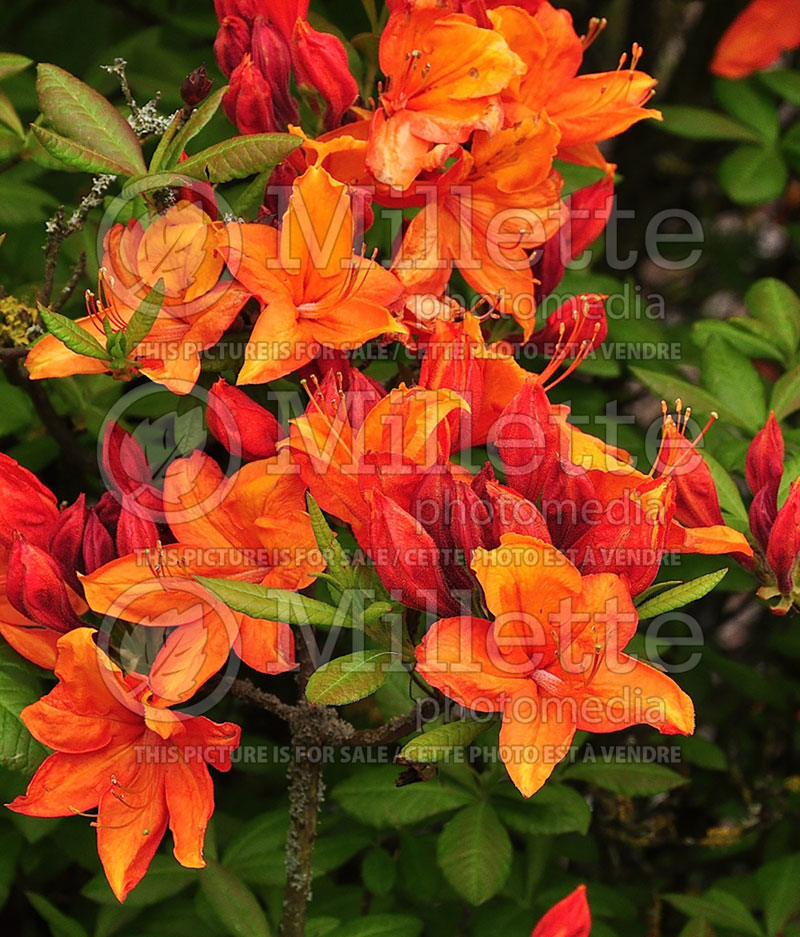 Rhododendron Golden Eagle (Rhododendron) 2