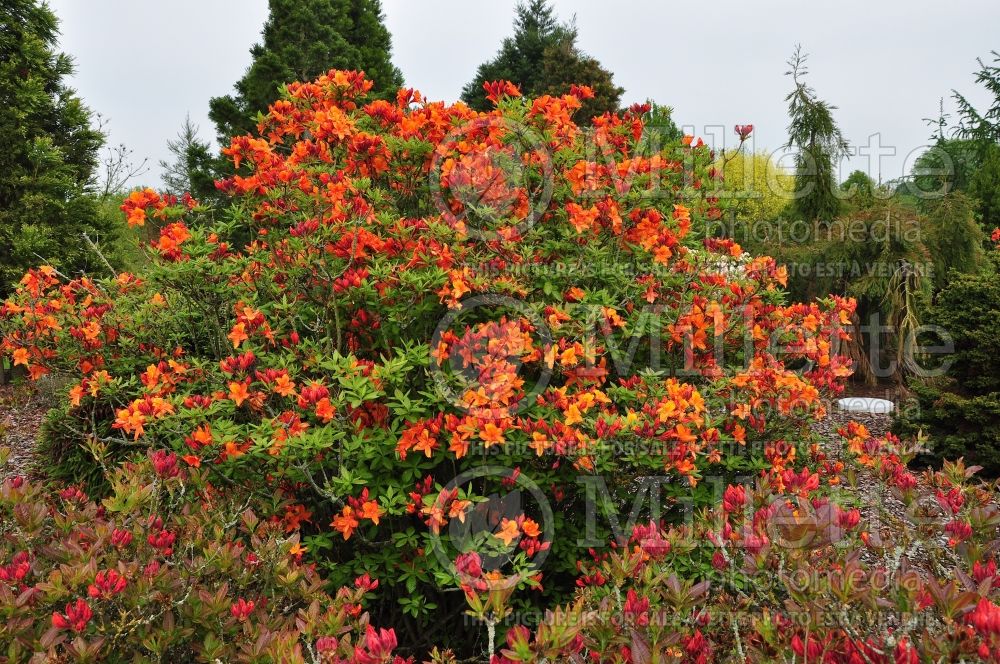 Rhododendron Golden Eagle (Rhododendron) 1