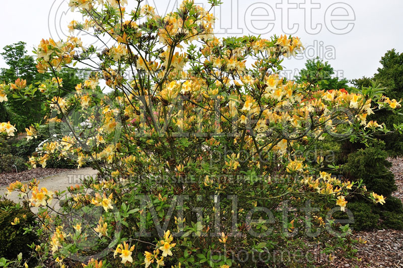 Rhododendron Golden Sunset (Rhododendron) 1