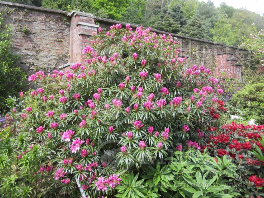 Rhododendron Graziella (Rhododendron azalea) 1 