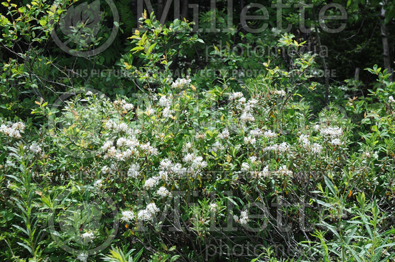 Rhododendron aka Ledum groenlandicum (Bog Labrador tea)  1 