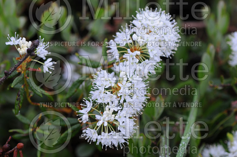 Rhododendron aka Ledum groenlandicum (Bog Labrador tea)  3 