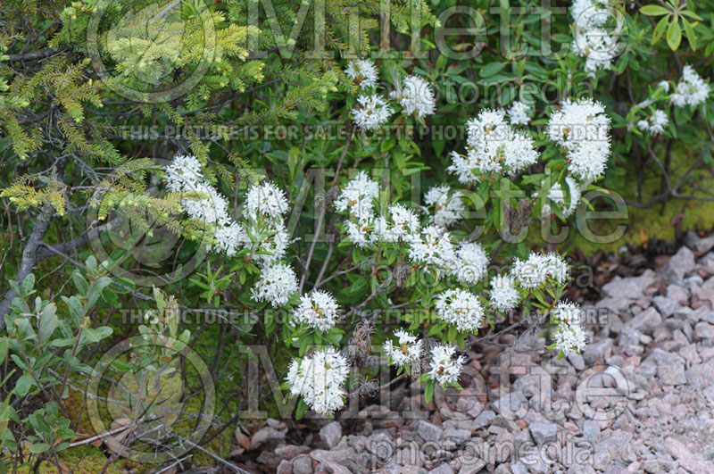 Rhododendron aka Ledum groenlandicum (Bog Labrador tea)  2 