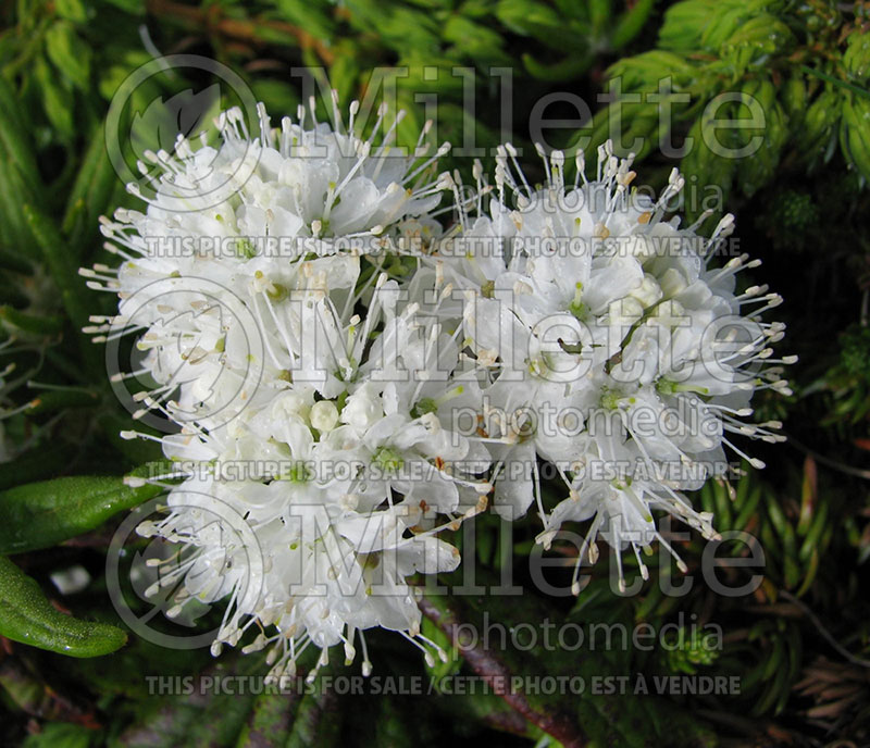 Rhododendron aka Ledum groenlandicum (Rhododendron Azalea)  4