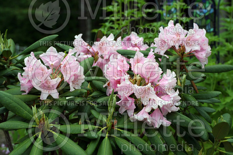 Rhododendron Helsinki University (Rhododendron Azalea) 2 